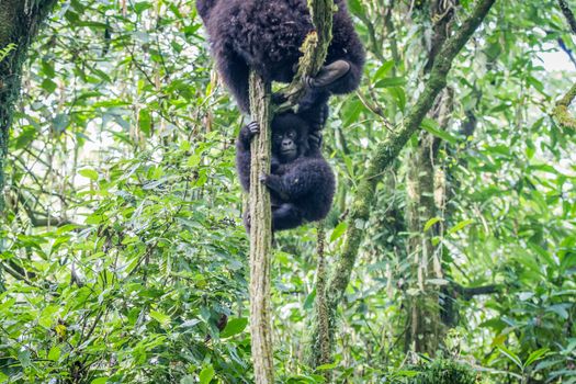 Baby Mountain gorilla playing in a tree in the Virunga National Park, Democratic Republic Of Congo.