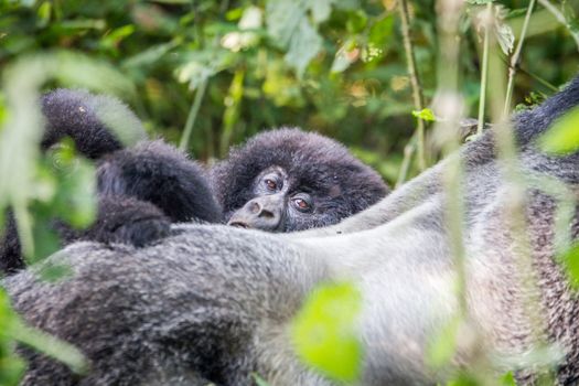 Close up of a baby Mountain gorilla in the Virunga National Park, Democratic Republic Of Congo.