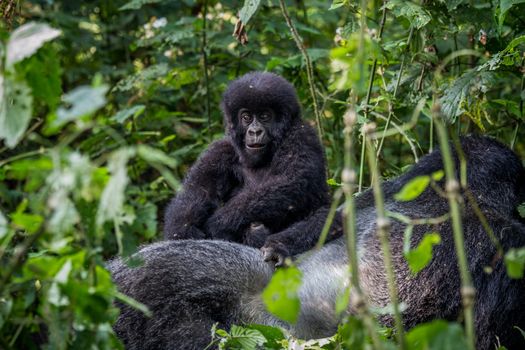 Close up of a baby Mountain gorilla in the Virunga National Park, Democratic Republic Of Congo.