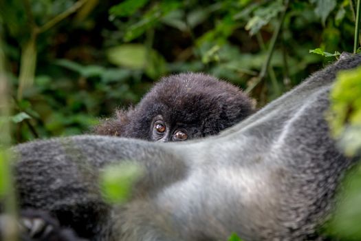 Close up of a baby Mountain gorilla in the Virunga National Park, Democratic Republic Of Congo.