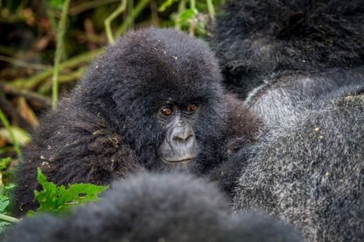 Close up of a baby Mountain gorilla in the Virunga National Park, Democratic Republic Of Congo.