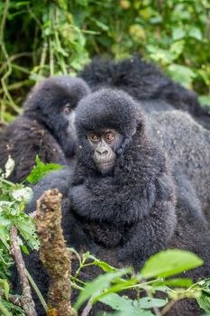 Close up of a baby Mountain gorilla in the Virunga National Park, Democratic Republic Of Congo.