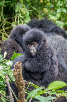 Close up of a baby Mountain gorilla in the Virunga National Park, Democratic Republic Of Congo.