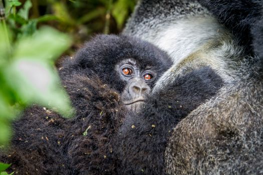 Close up of a baby Mountain gorilla in the Virunga National Park, Democratic Republic Of Congo.