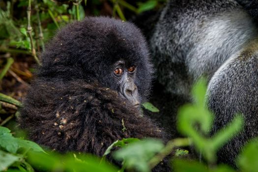 Close up of a baby Mountain gorilla in the Virunga National Park, Democratic Republic Of Congo.