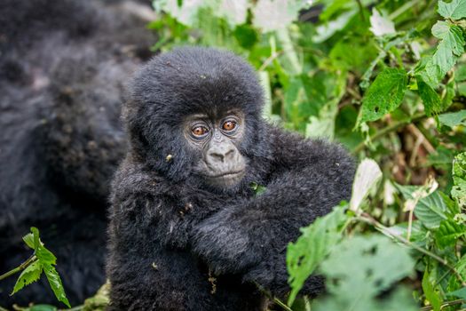 Close up of a baby Mountain gorilla in the Virunga National Park, Democratic Republic Of Congo.