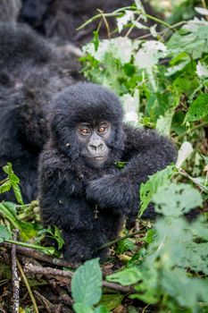 Close up of a baby Mountain gorilla in the Virunga National Park, Democratic Republic Of Congo.