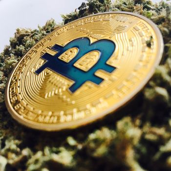 Cryptocurrency physical gold bitcoin coin with a blue sign on cannabis
