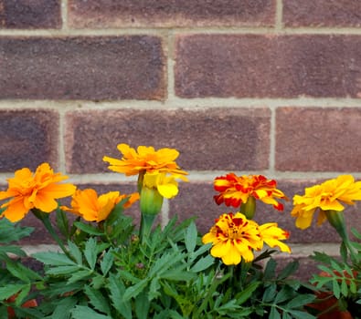 Row of bright orange and yellow French marigold flowers against a brick wall with copy space
