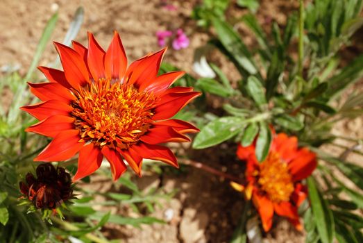 Deep red gazania flower open in full sun, growing in a flower bed 