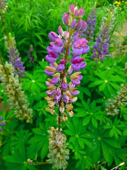 Lupine Flowers in the Garden of Germany