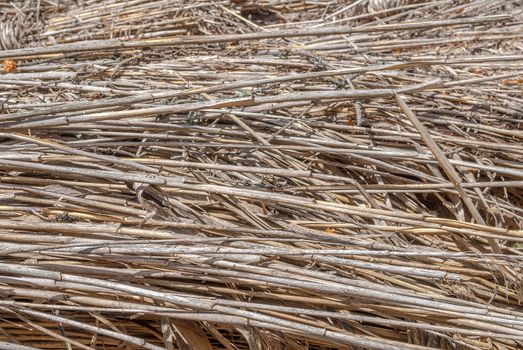 textural natural background in a beautiful sunny day