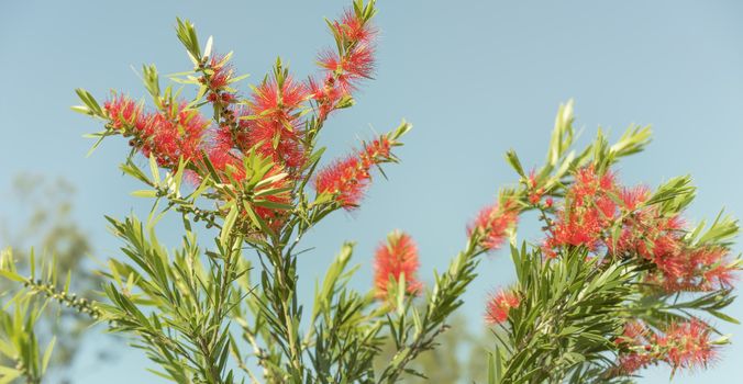 Red flowers and green foliage of Callistemon Bottlebrush, a native wildflower of Australia, against clear blue sky
