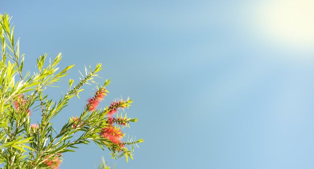 Sunlight on Australian callistemon blossoms condolence funeral background with clear blue sky, red flowers and green leaves