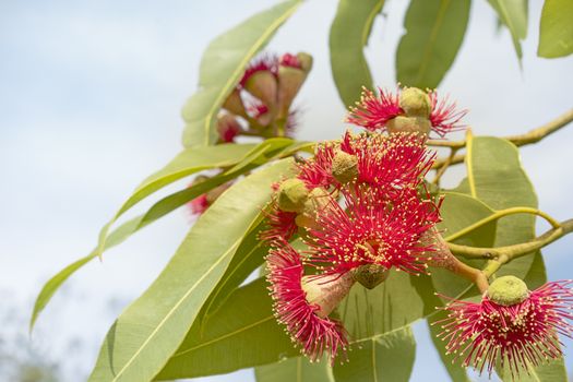 Red gum flowers with green leaves of Australian native eucalyptus tree called Summer Red flowering in winter in Australia 