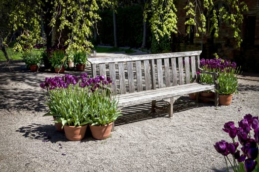 This bench is located in a formal botanical garden. The garden featured freshly blooming purple tulips which can be found throughout the park.