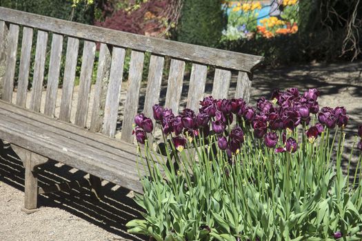 This bench is located in a formal botanical garden. The garden featured freshly blooming purple tulips which can be found throughout the park.