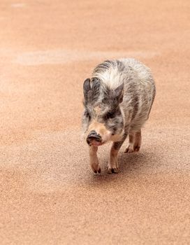 Domestic pot bellied pig Sus scrofa domesticus walks along the side of a pool