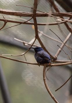 Purple honeycreeper known as Cyanerpes caeruleus can be found in western Columbia