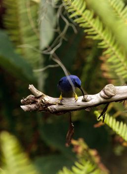 Purple honeycreeper known as Cyanerpes caeruleus can be found in western Columbia