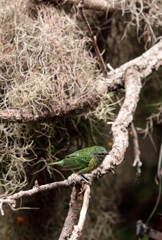 Spotted Tanager known as Tangara punctate is found in Brazil, Peru and Venezuela