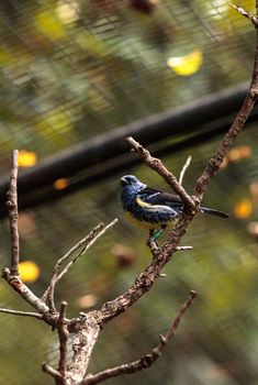 Turquoise tanager known as Tangara mexicana can be found from Venezuela to Bolvia