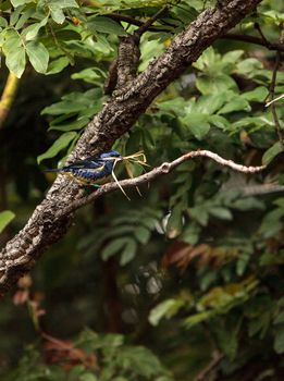 Turquoise tanager known as Tangara mexicana can be found from Venezuela to Bolvia