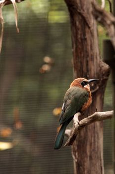 White-fronted bee-eater Merops bullockoides is an insectivore found in central and eastern Africa.