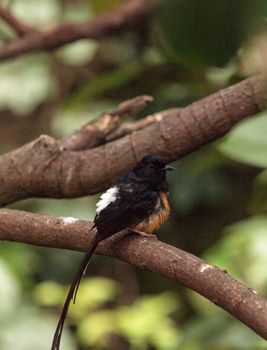 White crowned robin chat is a bird scientifically known as Cossypha albicapilla and found in Africa
