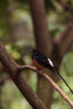 White crowned robin chat is a bird scientifically known as Cossypha albicapilla and found in Africa