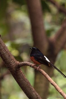 White crowned robin chat is a bird scientifically known as Cossypha albicapilla and found in Africa