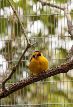 African golden oriole is a bright yellow bird with a black mask known scientifically as Oriolus auratus.