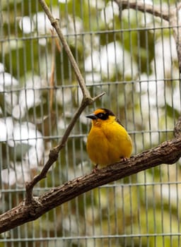 African golden oriole is a bright yellow bird with a black mask known scientifically as Oriolus auratus.