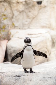 African Penguin Spheniscus demersus is an endangered bird found in South Africa