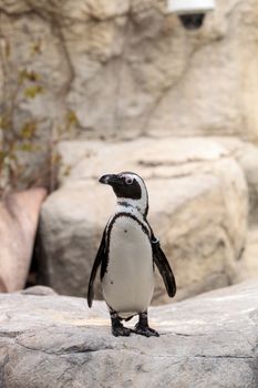 African Penguin Spheniscus demersus is an endangered bird found in South Africa