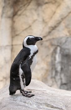 African Penguin Spheniscus demersus is an endangered bird found in South Africa