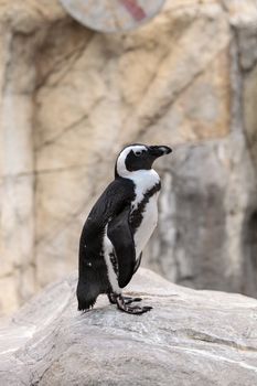 African Penguin Spheniscus demersus is an endangered bird found in South Africa