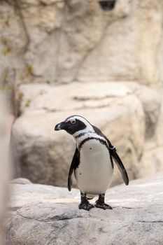 African Penguin Spheniscus demersus is an endangered bird found in South Africa