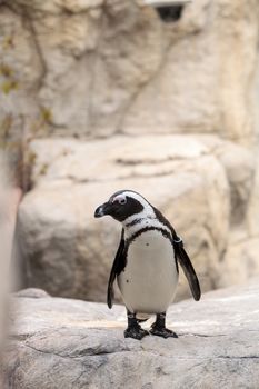 African Penguin Spheniscus demersus is an endangered bird found in South Africa