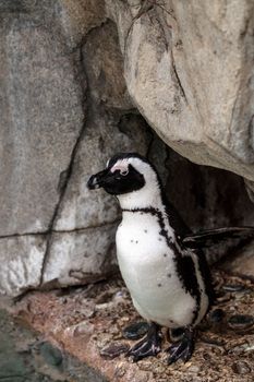 African Penguin Spheniscus demersus is an endangered bird found in South Africa