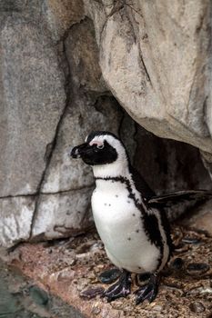 African Penguin Spheniscus demersus is an endangered bird found in South Africa