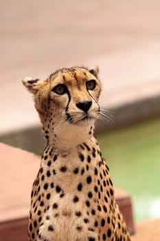Beautiful spotted cheetah Acinonyx jubatus stands alert and watchful. 