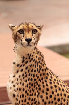 Beautiful spotted cheetah Acinonyx jubatus stands alert and watchful.