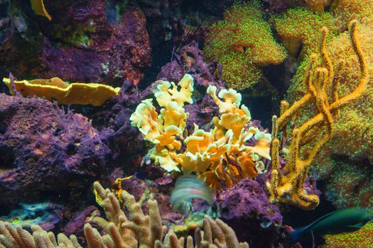 Beautiful pink sea anemone with many tentacles to catch plankton, fish, crabs or snails. Underwater view.

