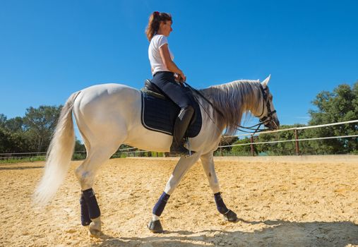 trianing of dressage for a riding girl and stallion 