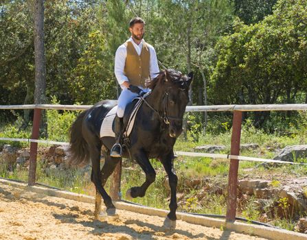 trianing of dressage for a riding man and stallion 