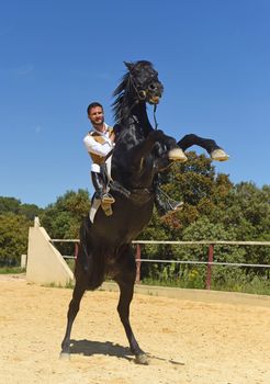 training of dressage for a riding man and stallion 