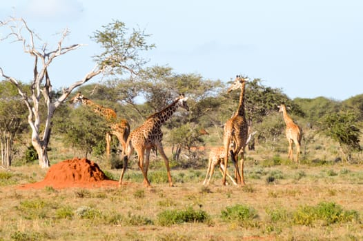 several giraffes walking through the savanna of Tsavo West Park in Kenya