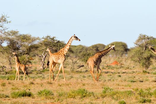 several giraffes walking through the savanna of Tsavo West Park in Kenya