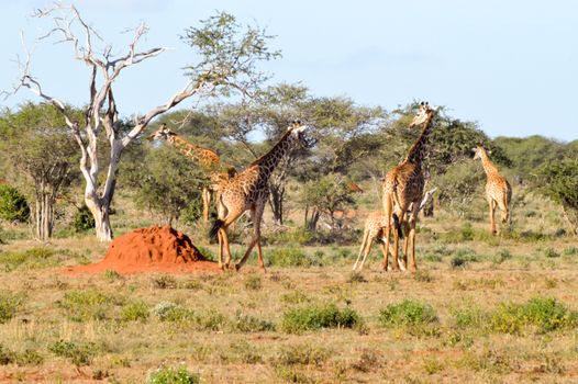 several giraffes walking through the savanna of Tsavo West Park in Kenya